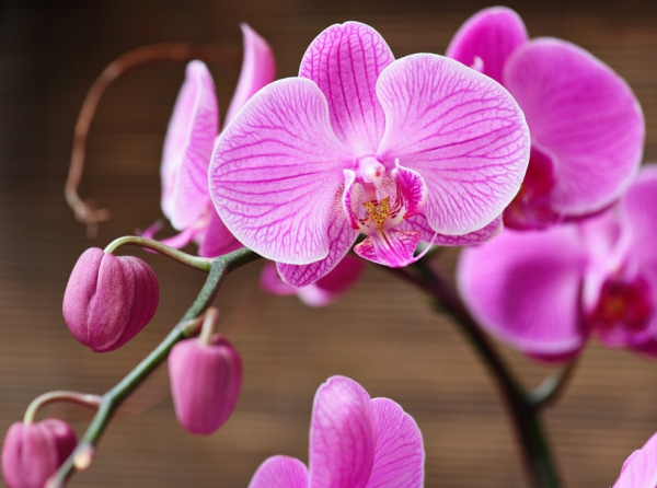 Рождение принцессы. Как размножить орхидею в домашних условиях?