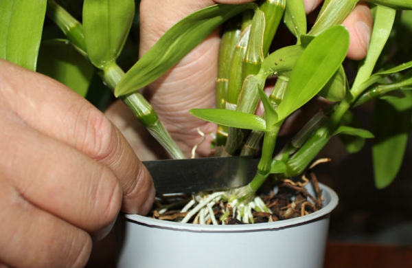 Орхидеи уход в домашних условиях размножение пересадка