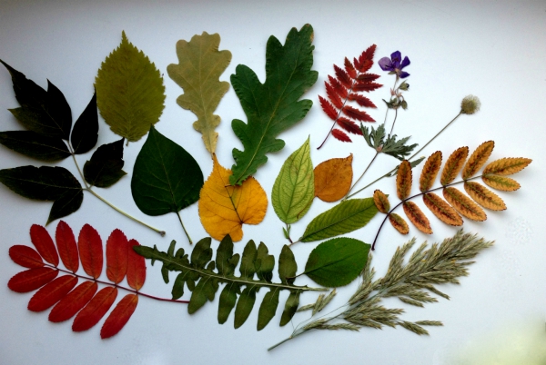 Как сушить листья для гербария
