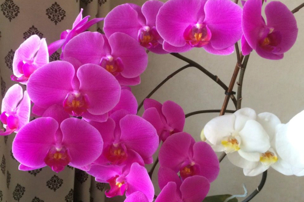 Почему у орхидеи опадают нераспустившиеся бутоны и цветы. Причины