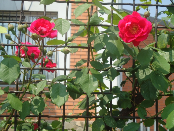 Выращивание плетистой розы