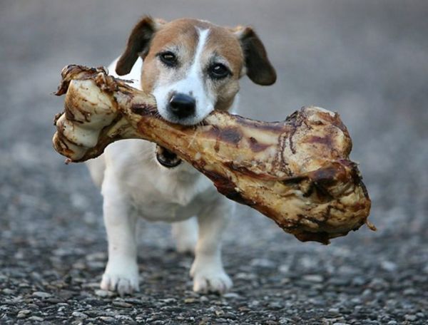Нужно ли давать собаке кости?