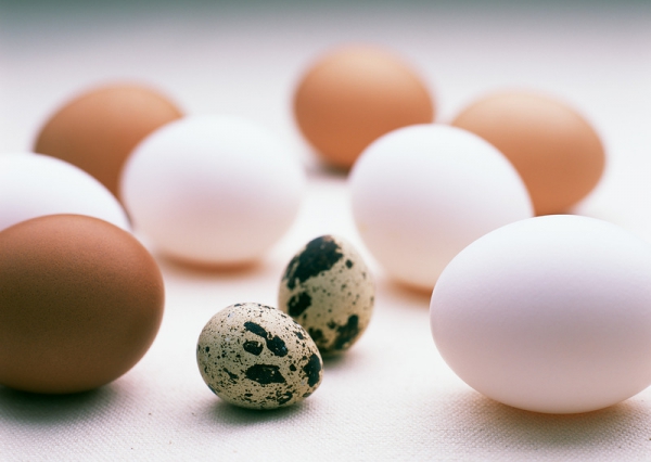 Не курицей единой: другие виды яиц
