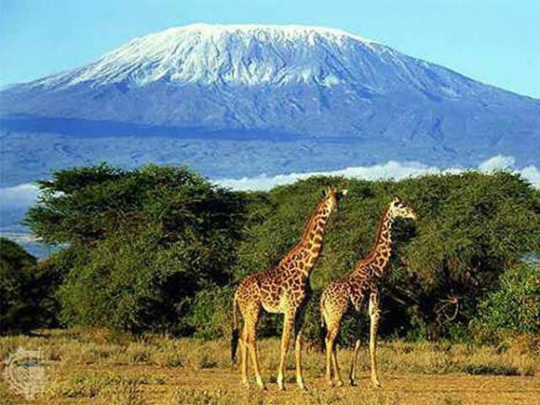 Килиманджаро - незабываемое путешествие в сказку!