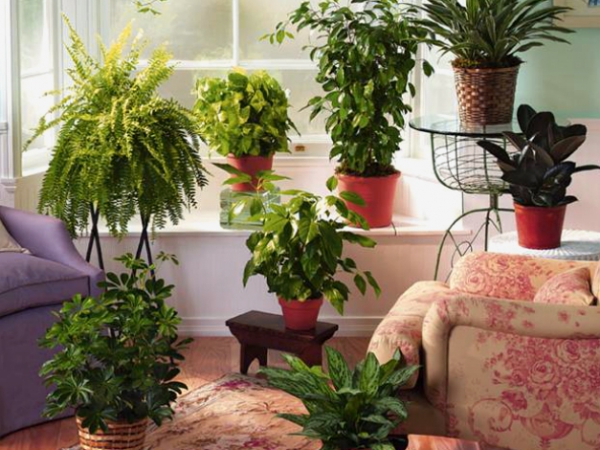 Весенний уход за комнатными растениями
