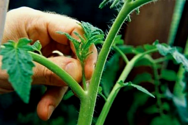 Эффективный способ выращивания томатов из пасынков