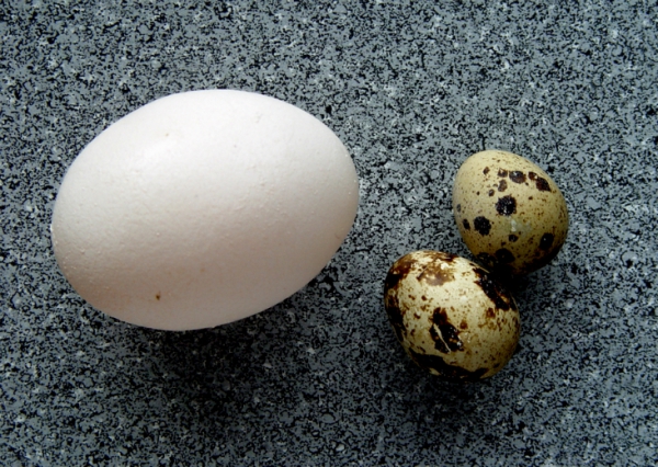 Яйца: куриные или перепелиные?