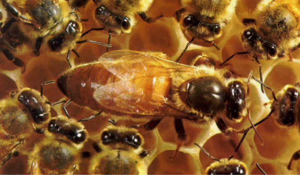 Пчеловодсто. Приобретение пчелосемьи