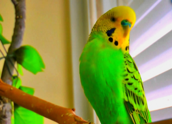Как научить домашнего попугая разговаривать?