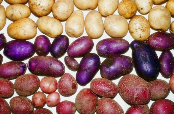 Цвет картофеля: какой полезнее?