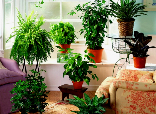 Натуральные удобрения для подкормки комнатных растений
