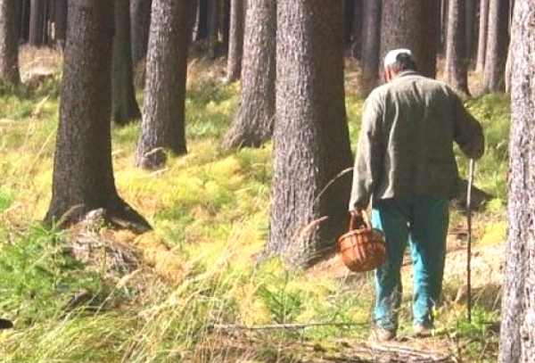 Как искать грибы в лесу