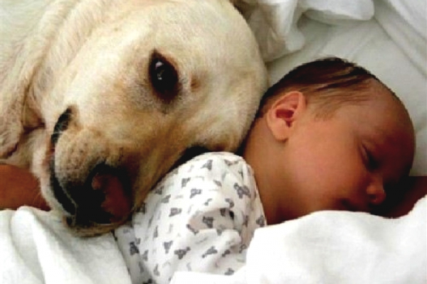 Новорождённый и собака. Как провести ритуал первого знакомства