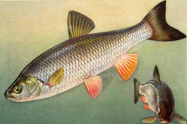 Описторхоз, или Чем опасна речная рыба?