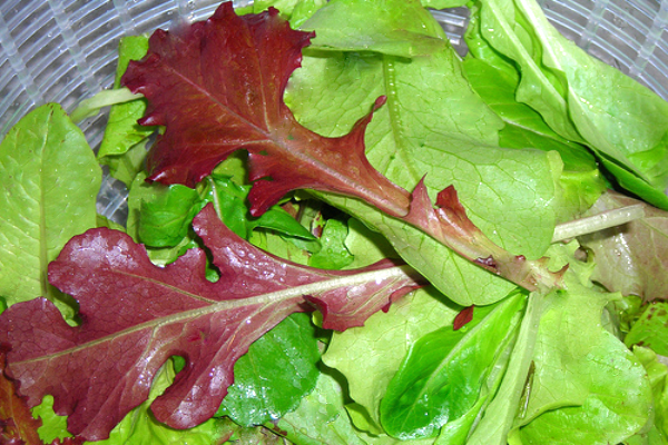 Полезные свойства дуболистного салата