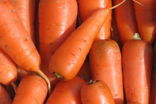Как правильно убрать и сохранить урожай моркови