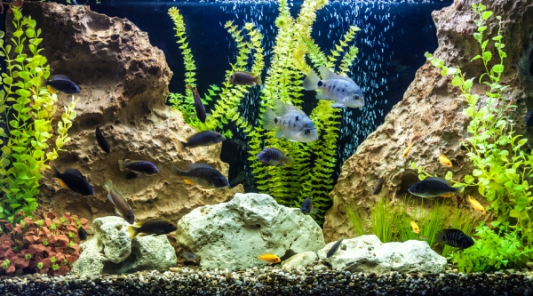 Советы начинающим аквариумистам: важные приборы для вашего аквариума