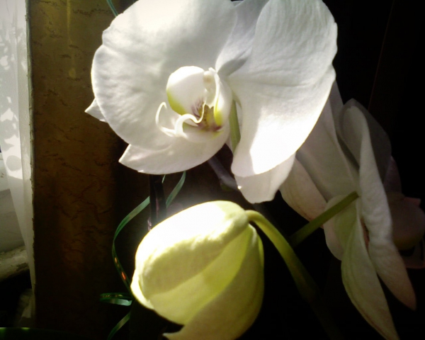 Орхидеи - пересадка, основные правила по уходу