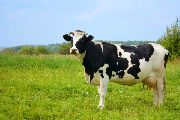 Как подоить строптивую корову