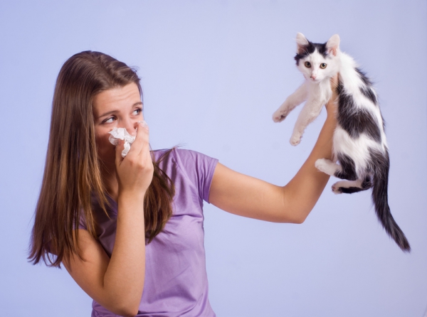 Аллергия на кошек - как жить?